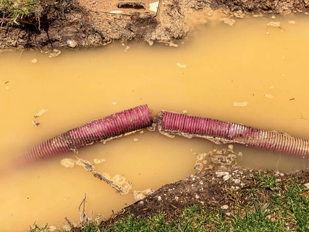 Best Flood restoration services  in Edinburg, IL